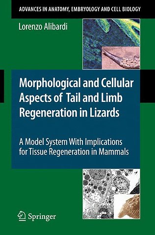 Morphological and Cellular Aspects of Tail and Limb Regeneration in Lizards