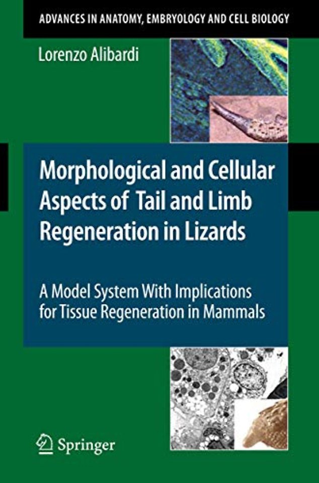 Morphological and Cellular Aspects of Tail and Limb Regeneration in Lizards