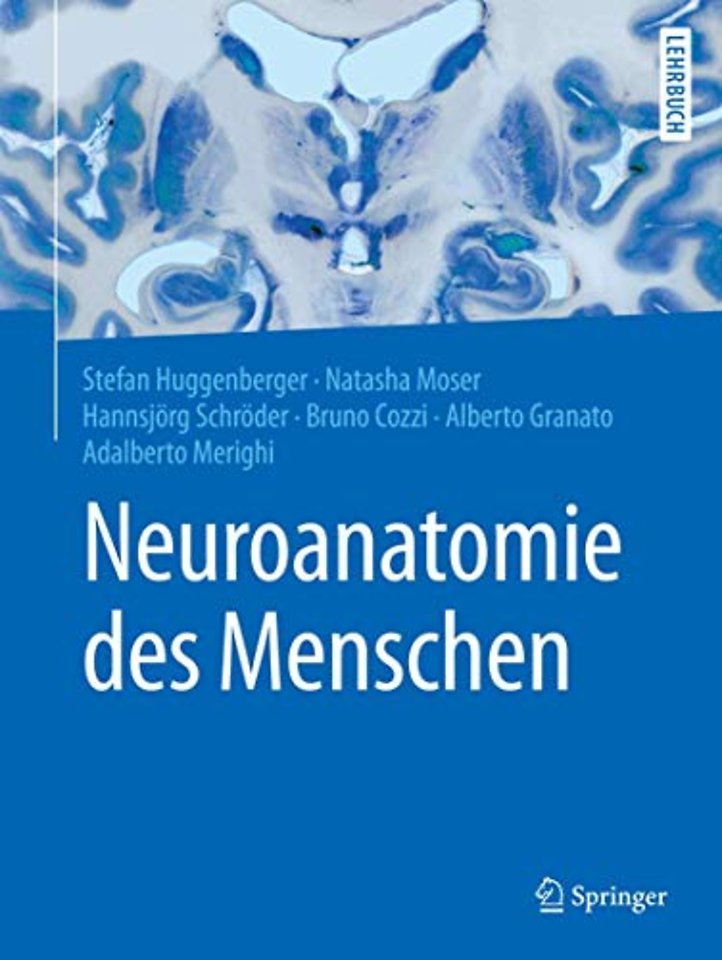 Neuroanatomie des Menschen