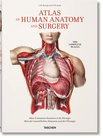 Bourgery