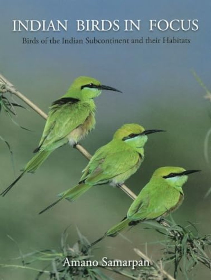 Indian Birds in Focus