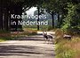 Kraanvogels in Nederland Kraanvogels in Nederland