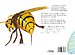 Insecten - Meest angstaanjagende