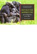 Monkey see, monkey do Monkey see, monkey do