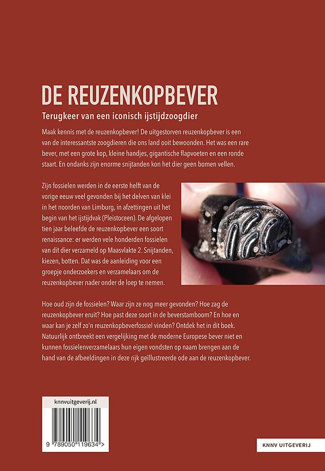 De reuzenkopbever