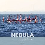 Nebula