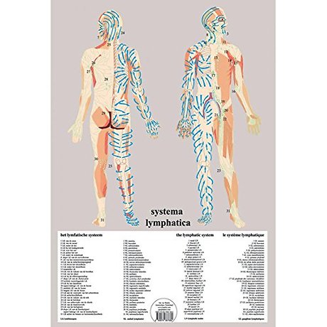 Systema Lymphatica -- A2