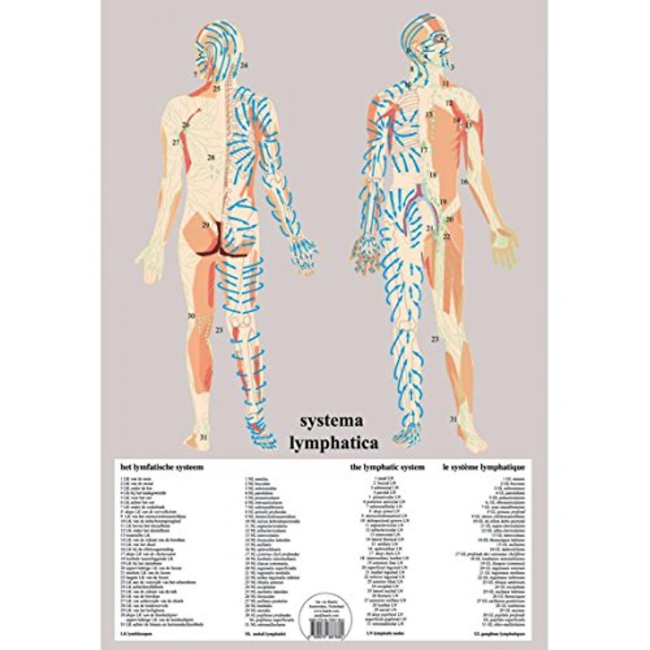 Systema Lymphatica -- A2
