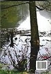 De vrije loop De vrije loop