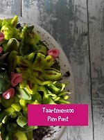 Taartenenzoo