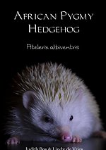 African Pygmy Hedgehog