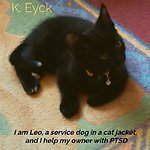 I'm Leo, a service dog in a cat jacket, and I'm helping my owner with PTSD