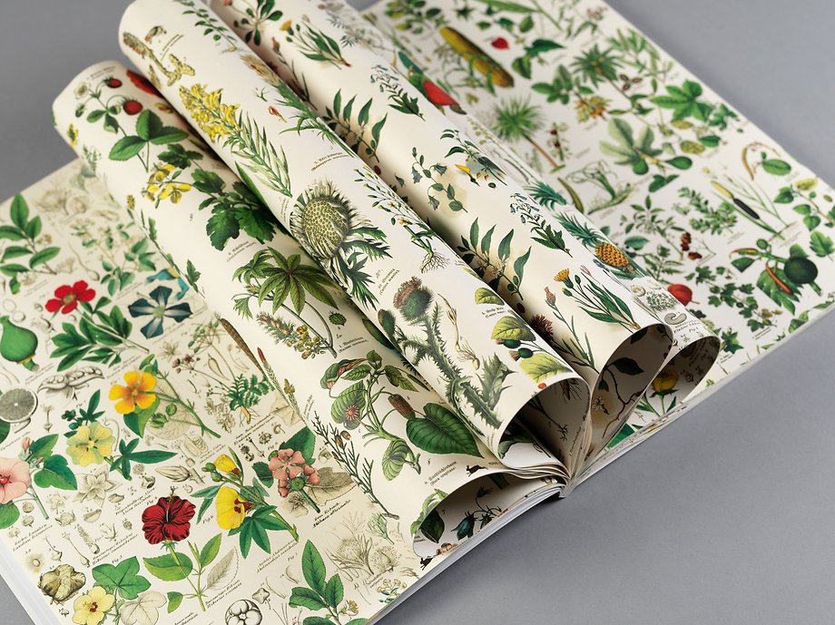 Flora Volume 85