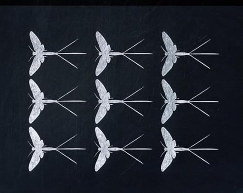 Mayflies