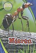 Mieren