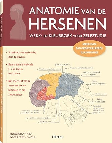 Anatomie van de hersenen