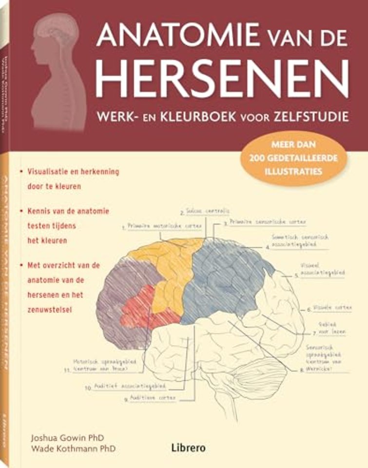 Anatomie van de hersenen