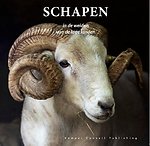 Schapen in de weiden van de lage landen Schapen in de weiden van de lage landen