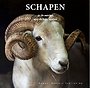 Schapen in de weiden van de lage landen Schapen in de weiden van de lage landen