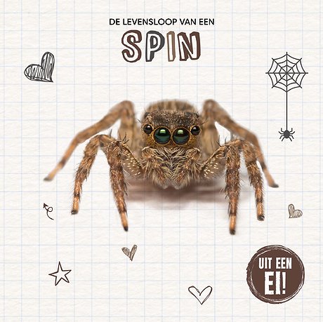 De levensloop van een spin