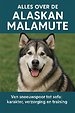 Alles over de Alaskan Malamute