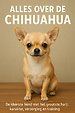 Alles over de Chihuahua