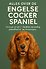 Alles over de Engelse Cocker Spaniel