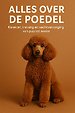 Alles over de Poedel