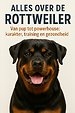 Alles over de Rottweiler