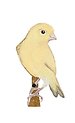 Canary