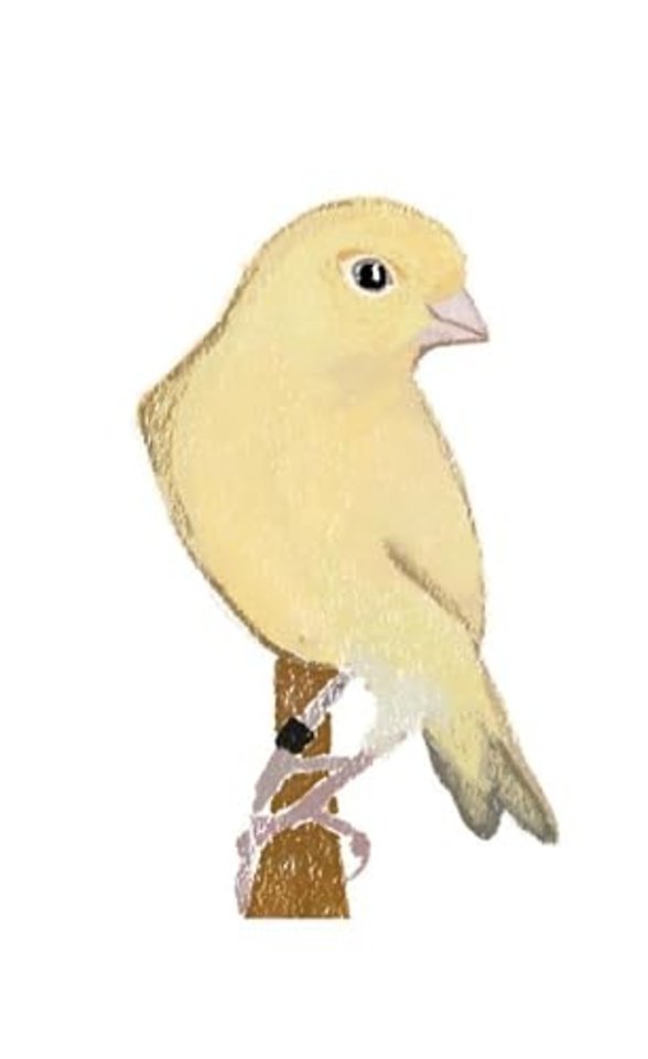 Canary