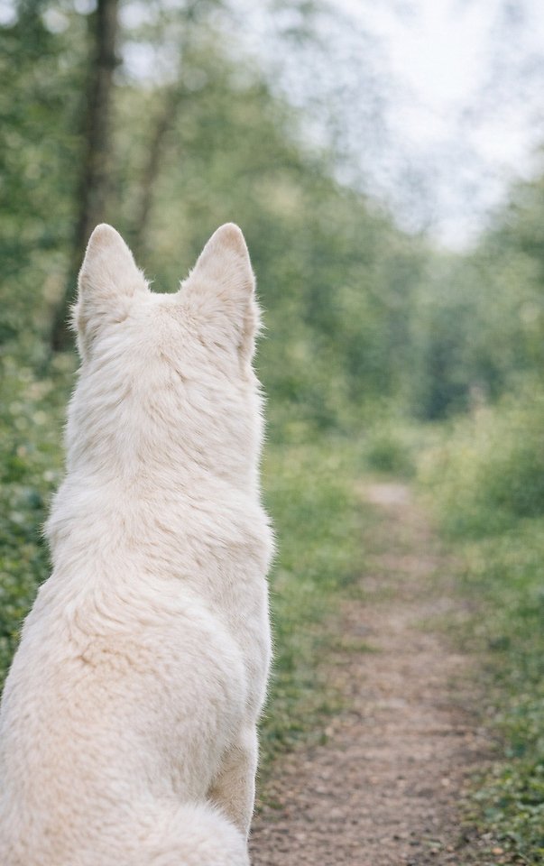 Alles over de Witte Herder