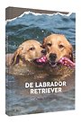 De Labrador Retriever De Labrador Retriever