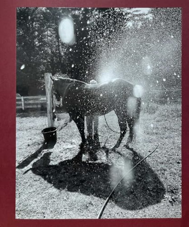 Calling the birds home