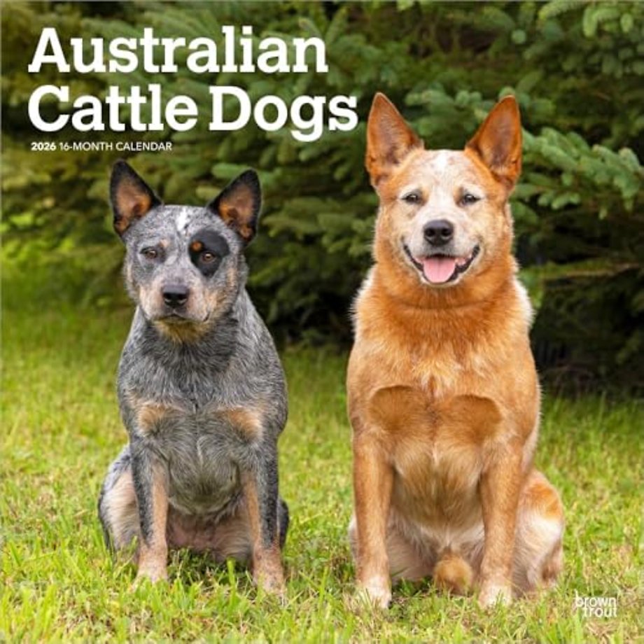 Australian Cattle Dogs 2026 Square Flap Calendar