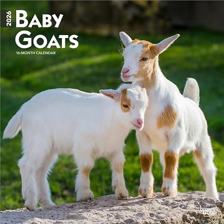Baby Goats 2026 Square Flap Calendar