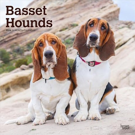 Basset Hounds 2026 Square Flap Calendar