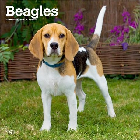 Beagles 2026 Square Flap Calendar