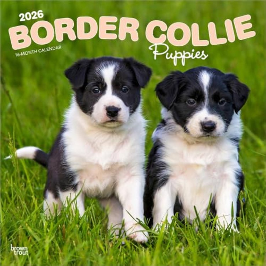 Border Collie Puppies 2026 Square Flap Calendar