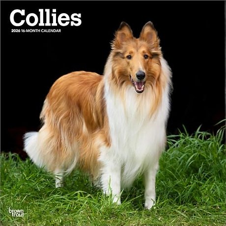 Collies 2026 Square Flap Calendar