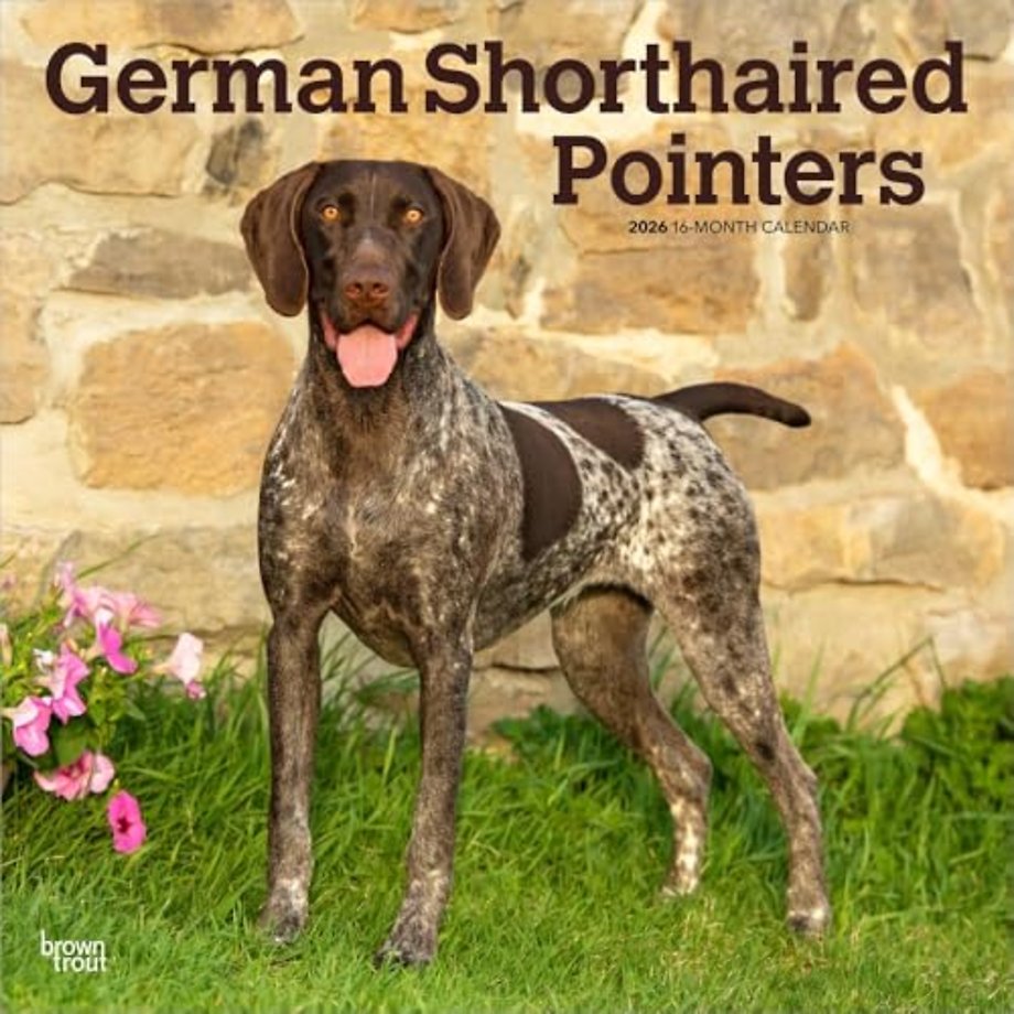 German Shorthaired Pointers 2026 Square Flap Calendar