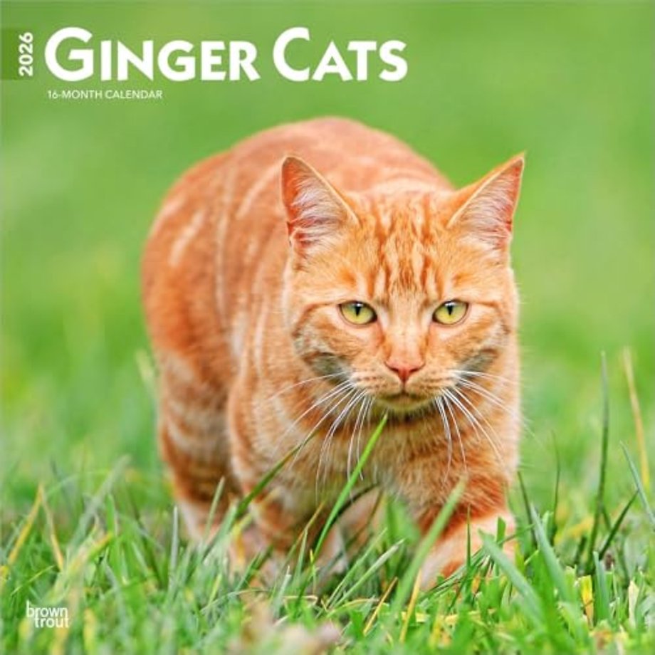 Ginger Cats 2026 Square Flap Calendar