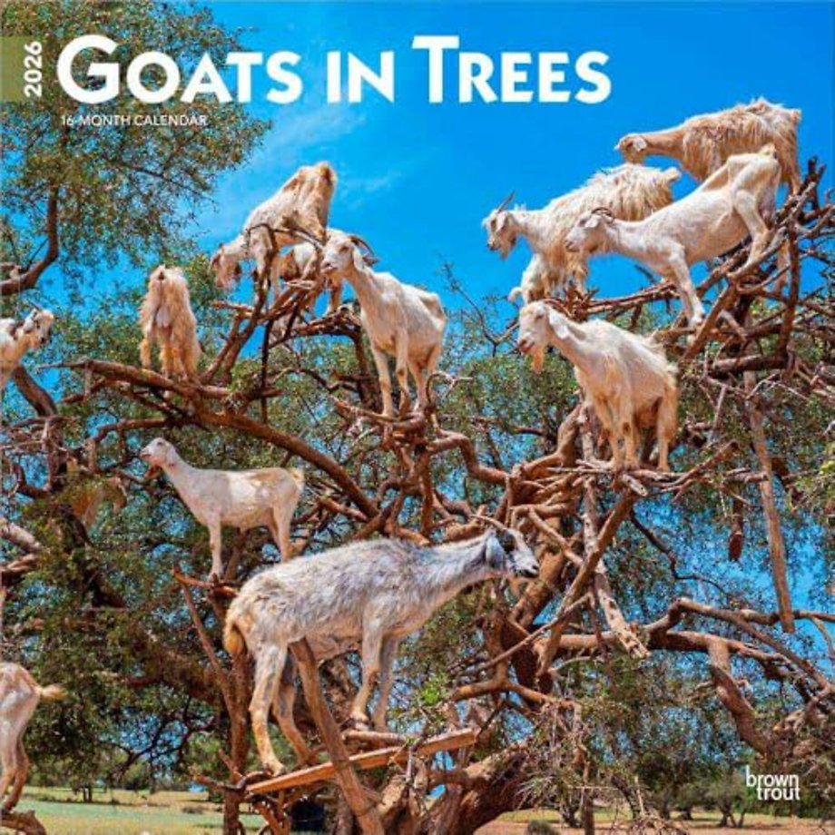 Goats in Trees 2026 Square Flap Calendar