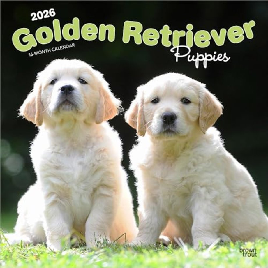Golden Retriever Puppies 2026 Square Flap Calendar