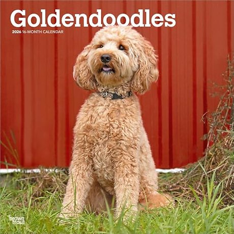 Goldendoodles 2026 Square Flap Calendar