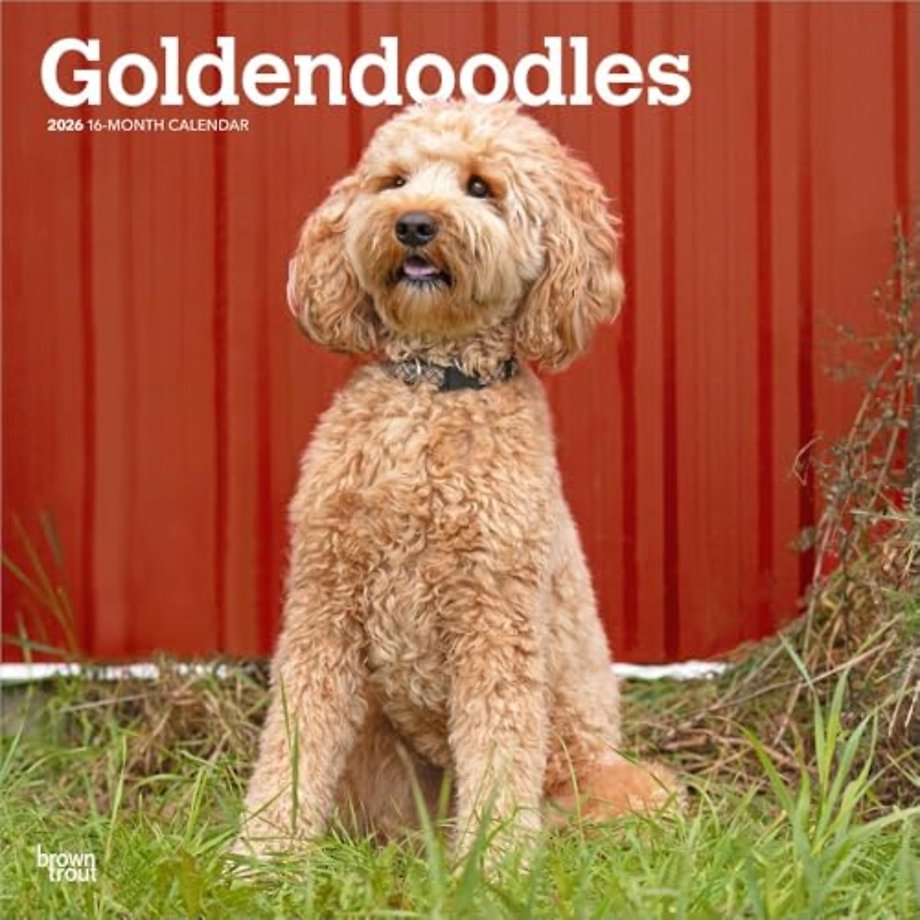 Goldendoodles 2026 Square Flap Calendar