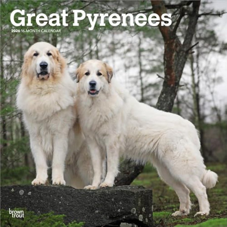 Great Pyrenees 2026 Square Flap Calendar