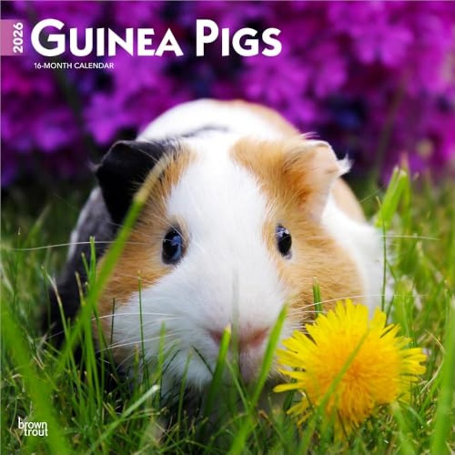 Guinea Pigs 2026 Square Flap Calendar
