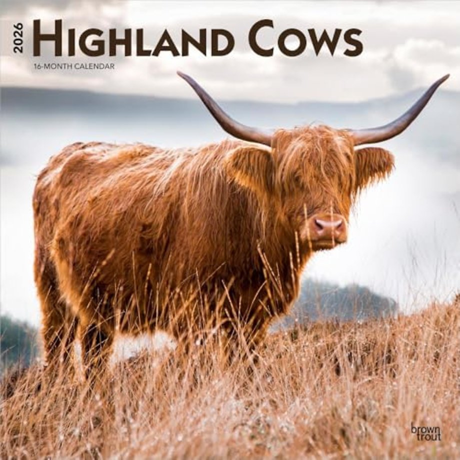 Highland Cows 2026 Square Flap Calendar