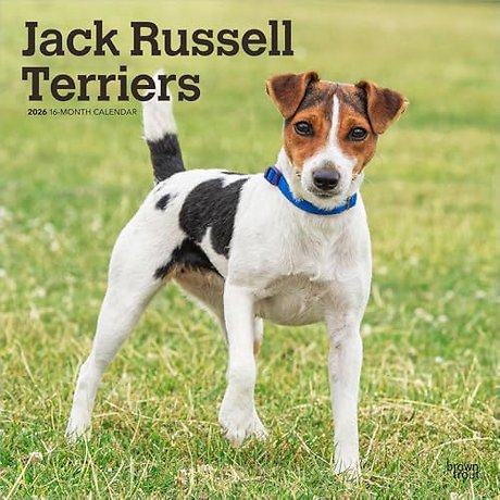 Jack Russell Terriers 2026 Square Flap Calendar